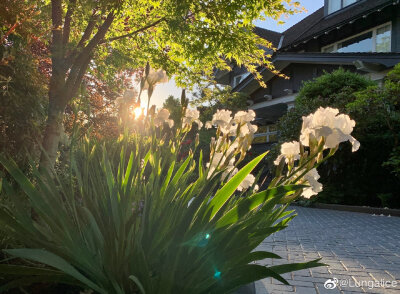 鸢尾花