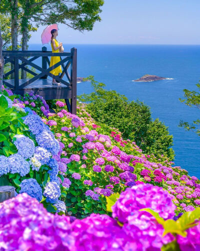 夏天的花 日本 宮崎県 桃源郷岬 紫陽花