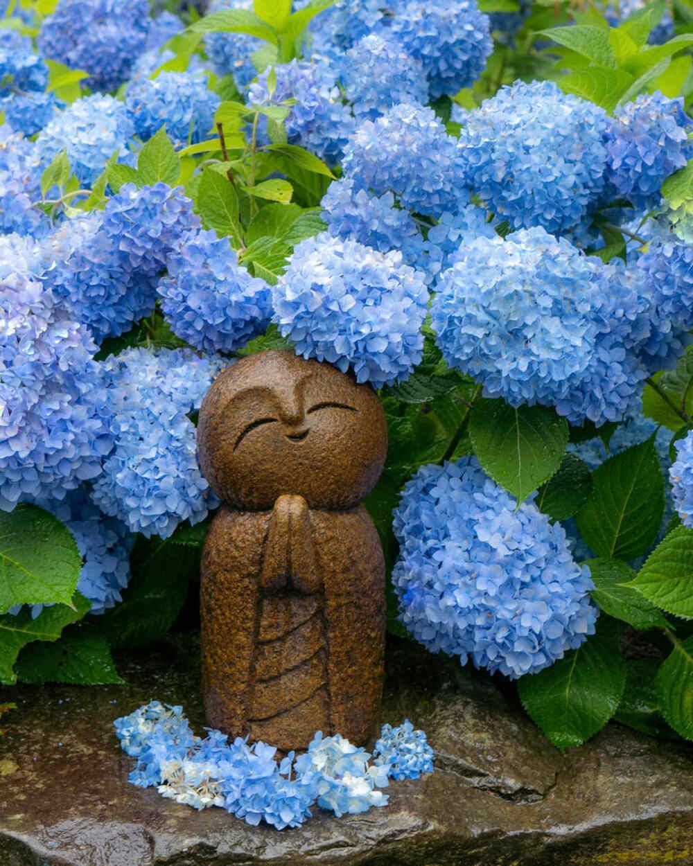 夏天的花 日本 秋田県 アジサイ寺 北浦雲昌寺 紫阳花