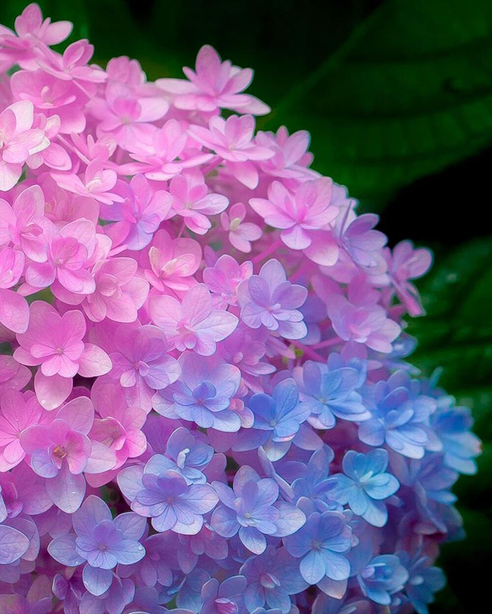 夏天的花 紫阳花