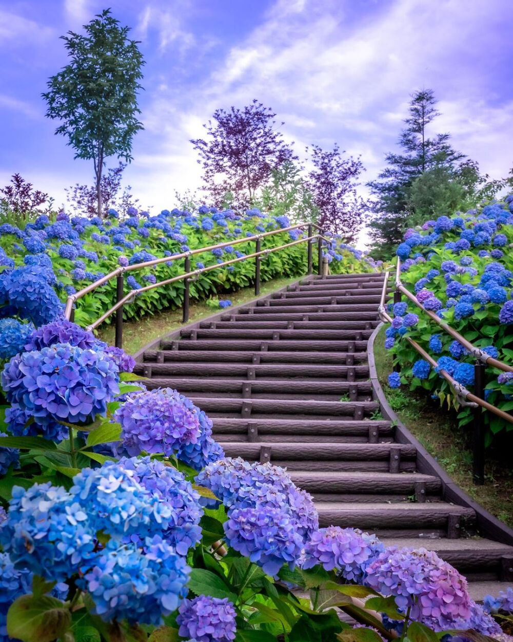 夏天的花 東京都 江東区 シンボルプロムナード公園 紫阳花