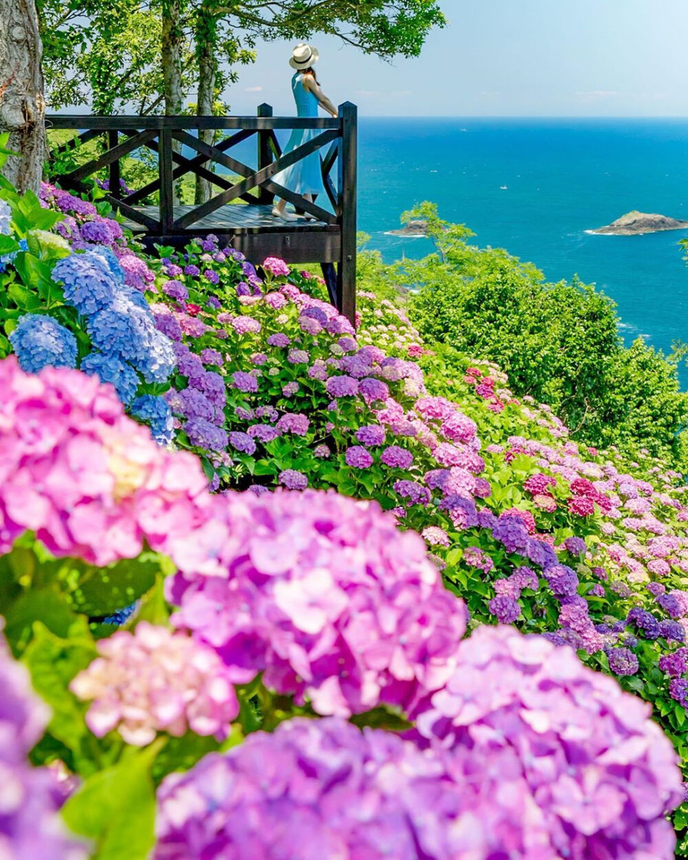 夏天的花 日本 宮崎県 桃源郷岬 紫陽花