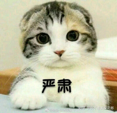 猫表情包