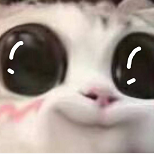 泡芙网红猫咪脸红表情包 - 高清图片,堆糖,美图壁纸兴趣社区