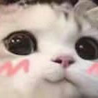 泡芙网红猫咪脸红表情包