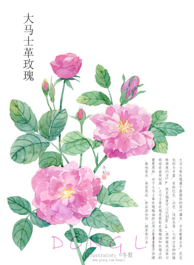 【一组水彩植物の小合集】
算是早期完成的一组插画，重新扫描整理出来。