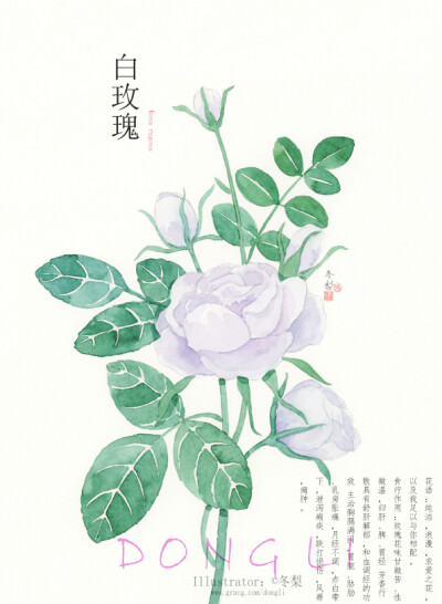 【一组水彩植物の小合集】
算是早期完成的一组插画，重新扫描整理出来。