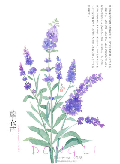 【一组水彩植物の小合集】
算是早期完成的一组插画，重新扫描整理出来。