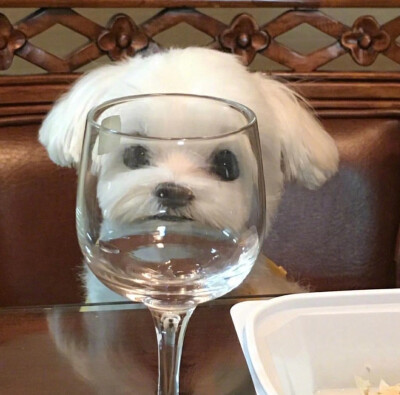 可可爱爱 傻傻呼呼
小动物头像