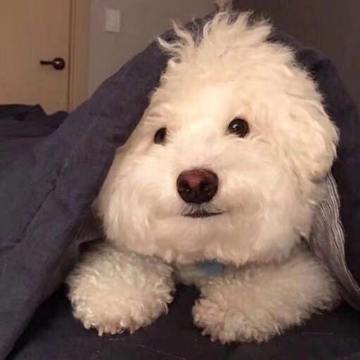 可可爱爱 傻傻呼呼
小动物头像