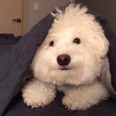 可可爱爱 傻傻呼呼
小动物头像