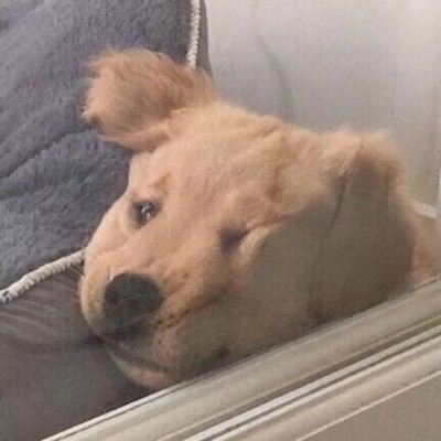 可可爱爱 傻傻呼呼
小动物头像