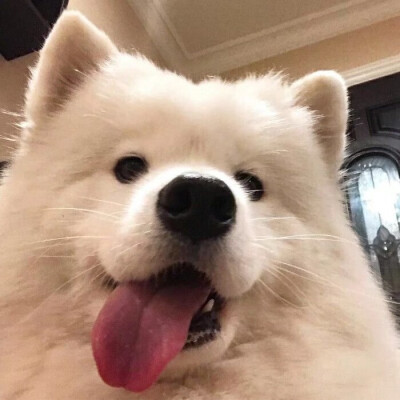 可可爱爱 傻傻呼呼
小动物头像