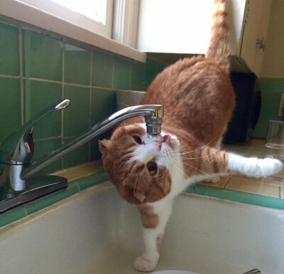 可可爱爱 傻傻呼呼
小动物头像