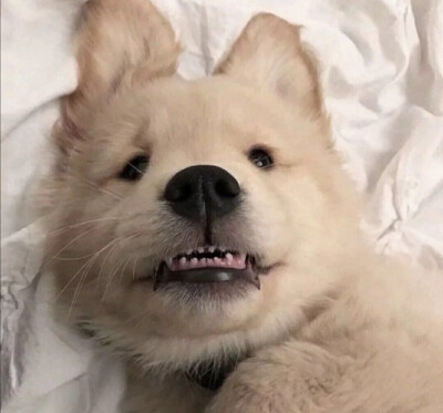 可可爱爱 傻傻呼呼
小动物头像