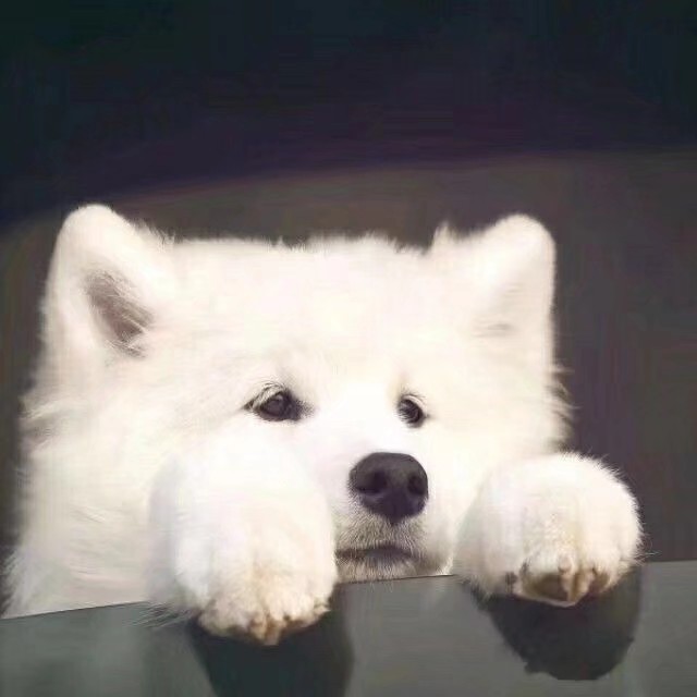 可可爱爱 傻傻呼呼
小动物头像