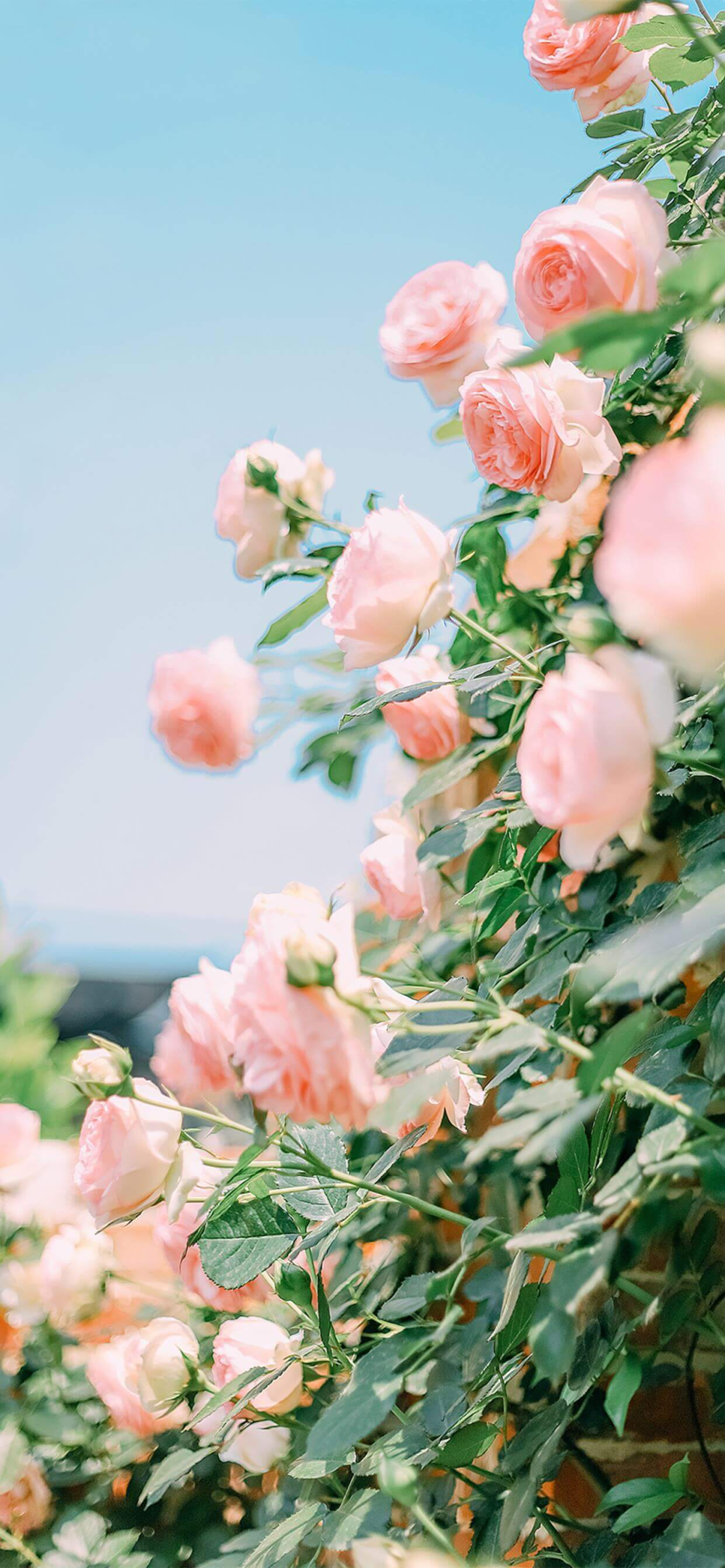 花 鲜花 少女 背景 壁纸