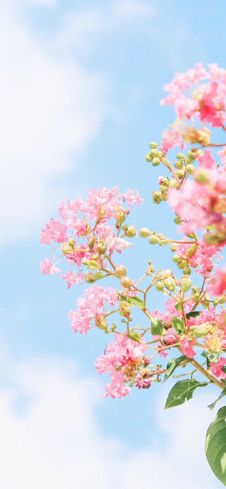 花 鲜花 少女 背景 壁纸