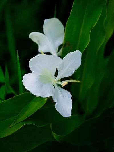 野姜花