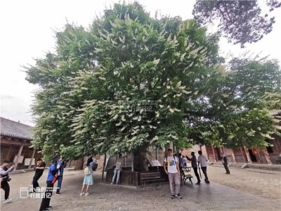 王屋山阳台宫的大门，迎面便是这株郁郁葱葱的千年古树，株娑罗树相传为司马承祯和玉真公主所植，距今已有1200年历史。