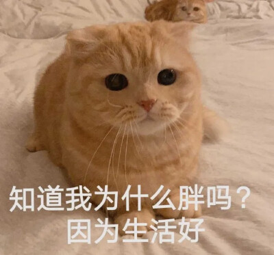 莫得感情