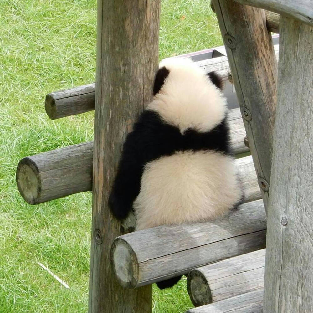 大熊猫头像摔倒图片