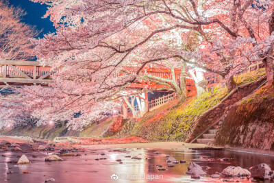 京都 夜桜