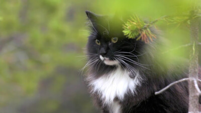 岩合光昭，猫，ねこ，挪威森林猫