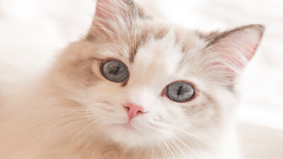 【苏稚童】橙光动物素材—猫
玄幻小说里用作女主原形/或小说里用作宠物都可以啦