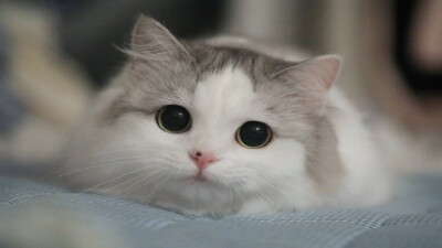 【苏稚童】橙光动物素材—猫
玄幻小说里用作女主原形/或小说里用作宠物都可以啦