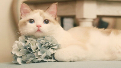 【苏稚童】橙光动物素材—猫
玄幻小说里用作女主原形/或小说里用作宠物都可以啦