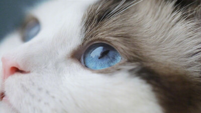 【苏稚童】橙光动物素材—猫
玄幻小说里用作女主原形/或小说里用作宠物都可以啦