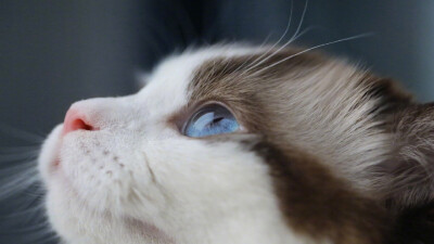 【苏稚童】橙光动物素材—猫
玄幻小说里用作女主原形/或小说里用作宠物都可以啦