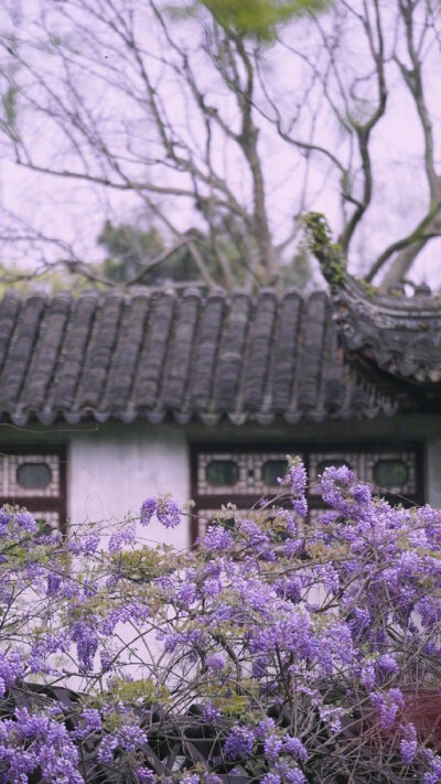 【原创】《浣溪沙》词林正韵
尤爱春阑近小窗，微风吹雨送清凉。朱帘淡淡紫藤香。
细雨结成相思扣，轻雷敲打记忆墙。任由心绪漫飞扬。
文/行云流水
图/设计目录 #诗词# #情感#