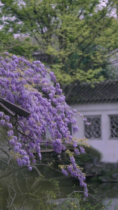 【原创】《浣溪沙》词林正韵
尤爱春阑近小窗，微风吹雨送清凉。朱帘淡淡紫藤香。
细雨结成相思扣，轻雷敲打记忆墙。任由心绪漫飞扬。
文/行云流水
图/设计目录 #诗词# #情感#