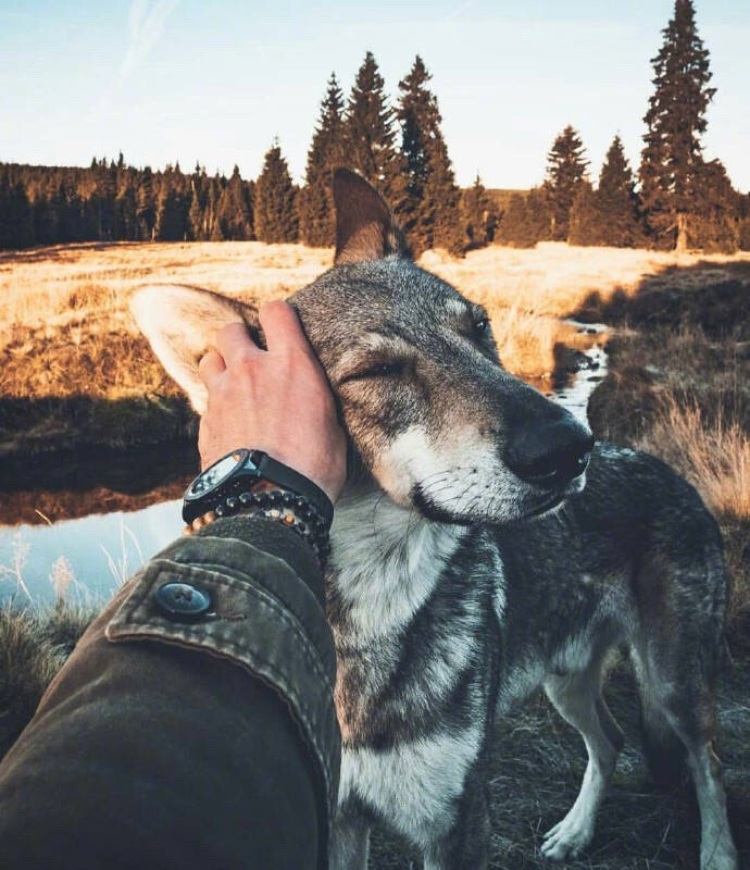 捷克狼犬