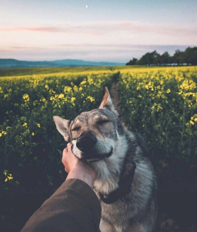 捷克狼犬