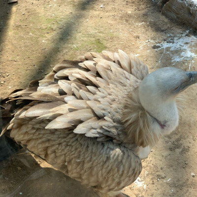 秃鹫 鸵鸟
