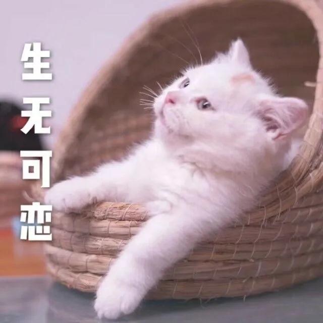 猫猫表情包 生无可恋