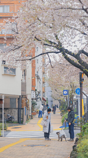 樱花 街道 日本 壁纸
图源水印