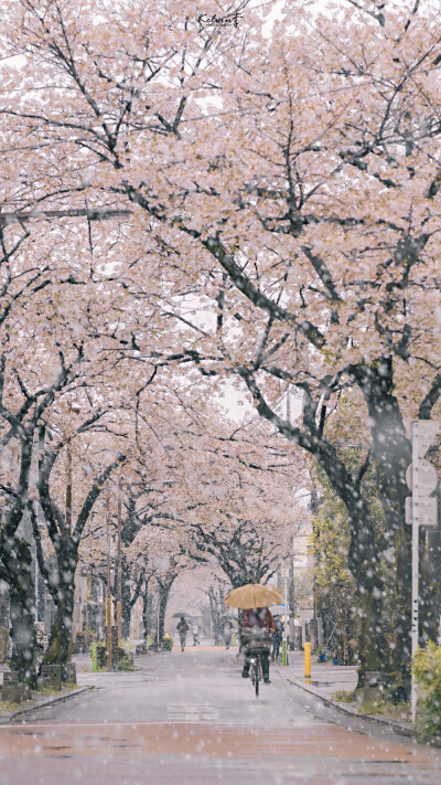 樱花 街道 日本 壁纸
图源水印