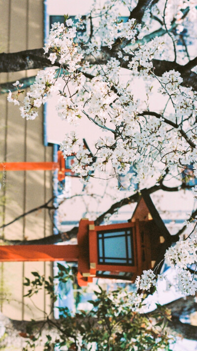 神社 日本 街道 壁纸