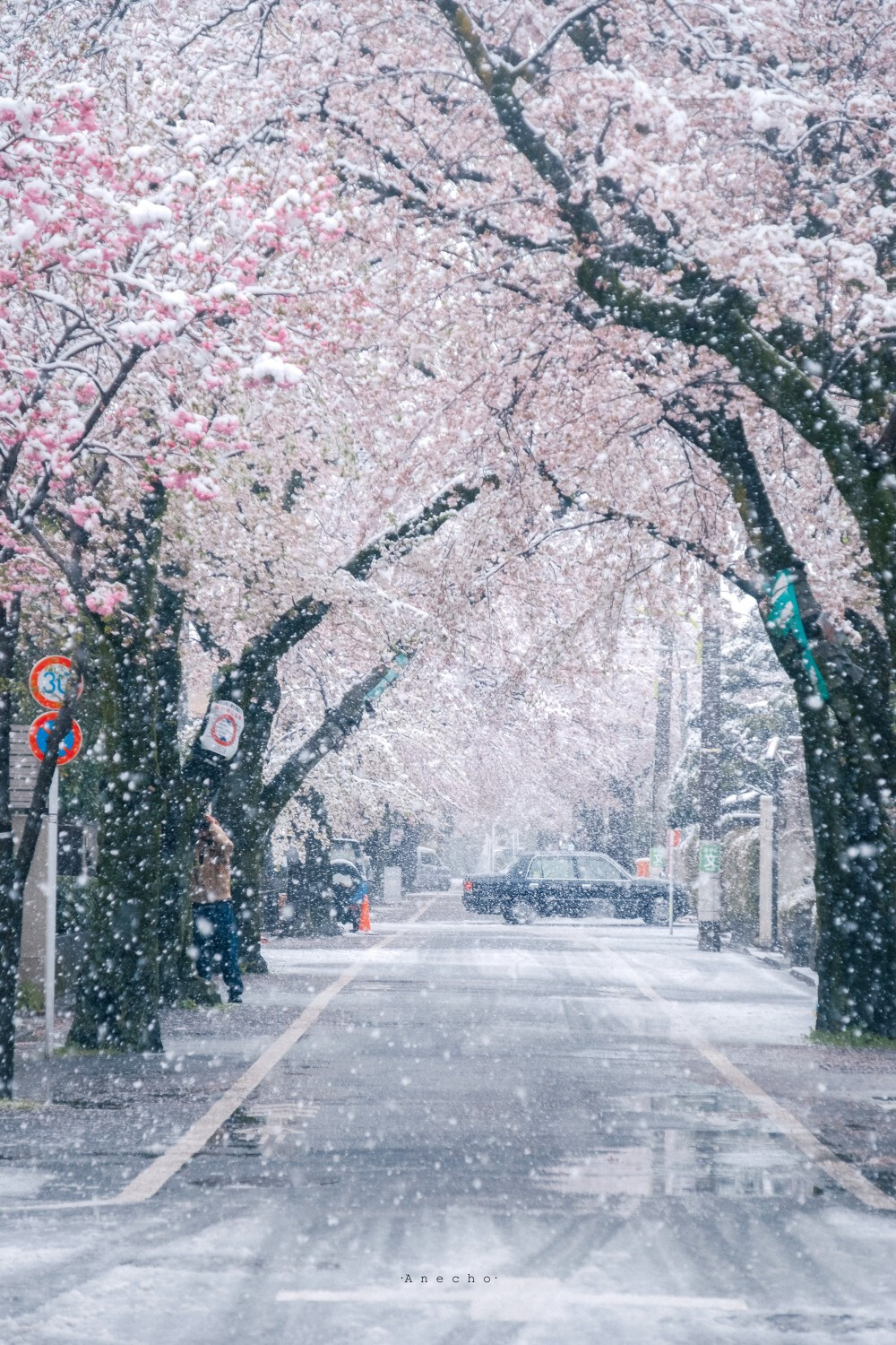 樱 雪 壁纸
图源水印