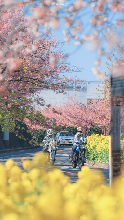 动物 樱花 街道 日本
图源水印