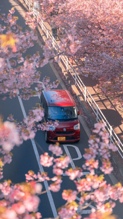 动物 樱花 街道 日本
图源水印