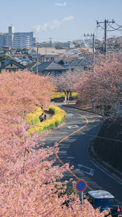 动物 樱花 街道 日本
图源水印