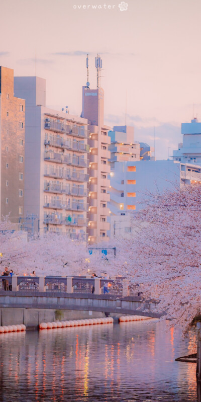 图源水印 樱花 街道 天空 壁纸 日本