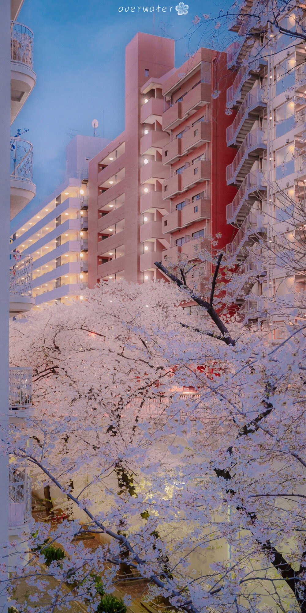 图源水印 樱花 街道 天空 壁纸 日本