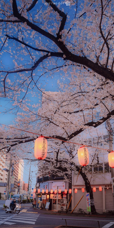 图源水印 樱花 街道 天空 壁纸 日本