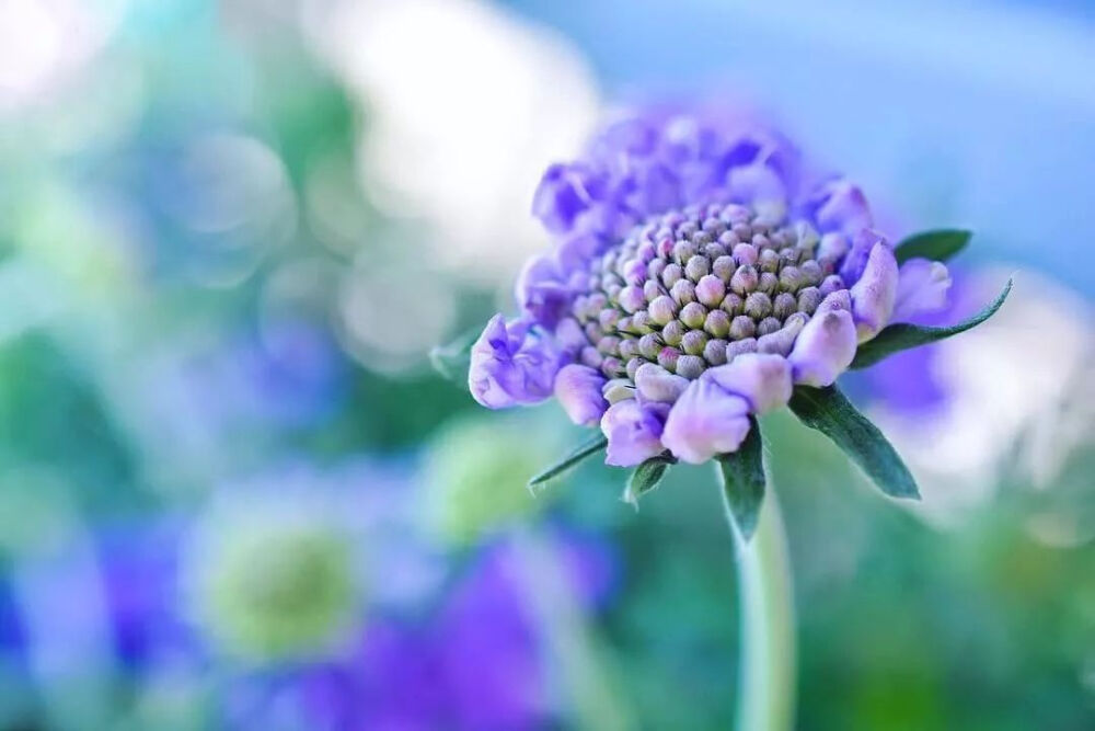 紫盆花也叫松虫草,跟前面的「花球」比起来还不够圆.